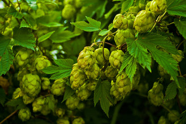 hops